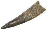 Fossil Spinosaurus Tooth - Real Dinosaur Tooth #345929-1